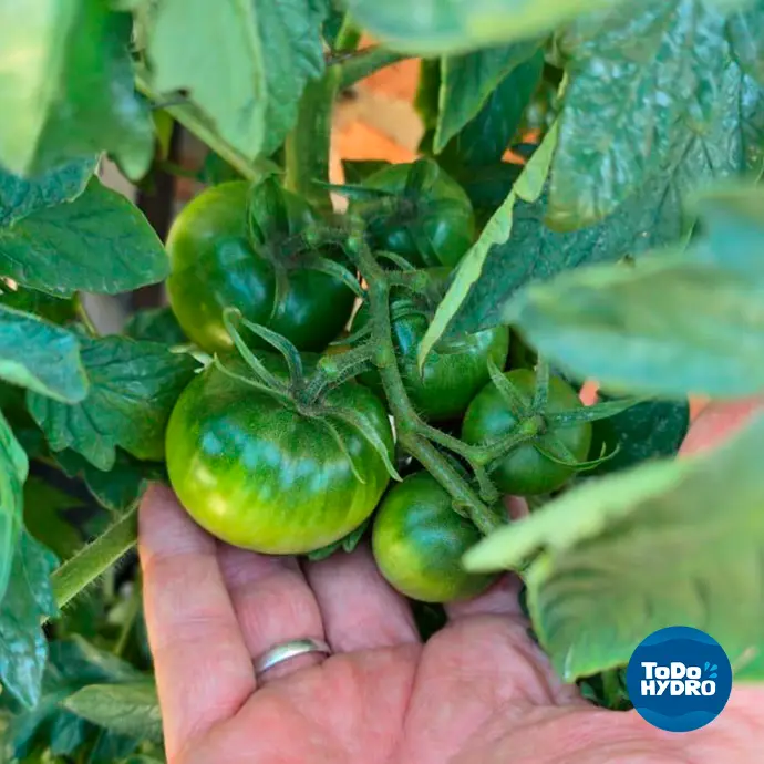 hydroponic tomatoes