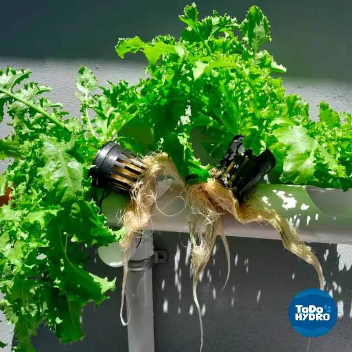 plant without pesticide