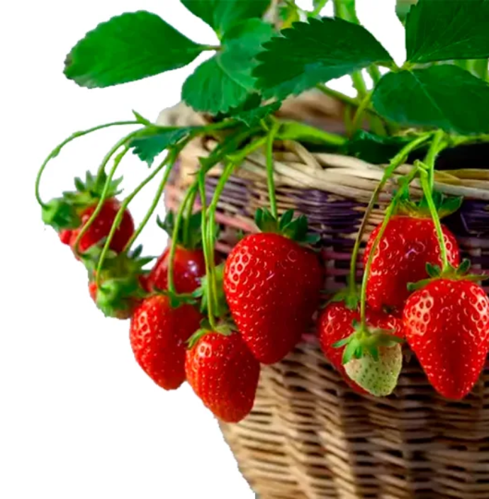 Información de cultivo