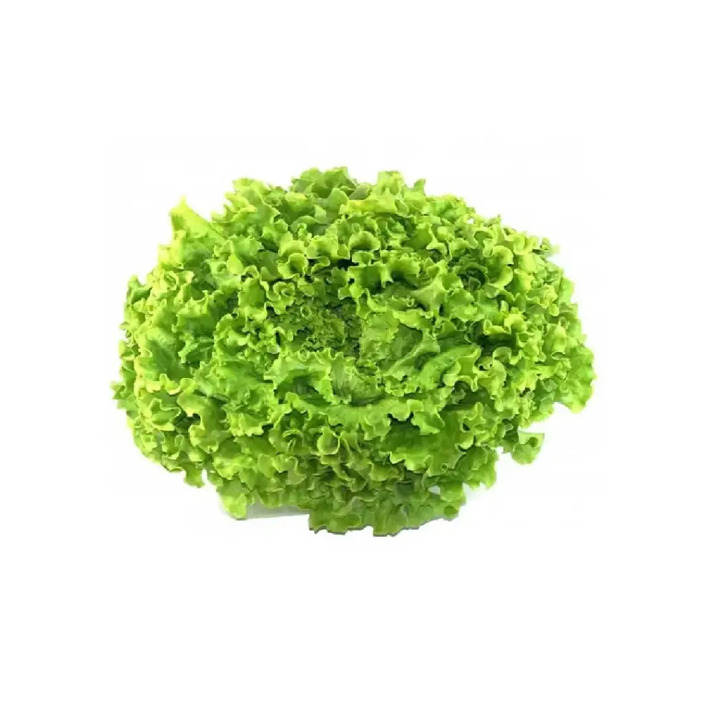 [SEED5] Lettuce Batavia