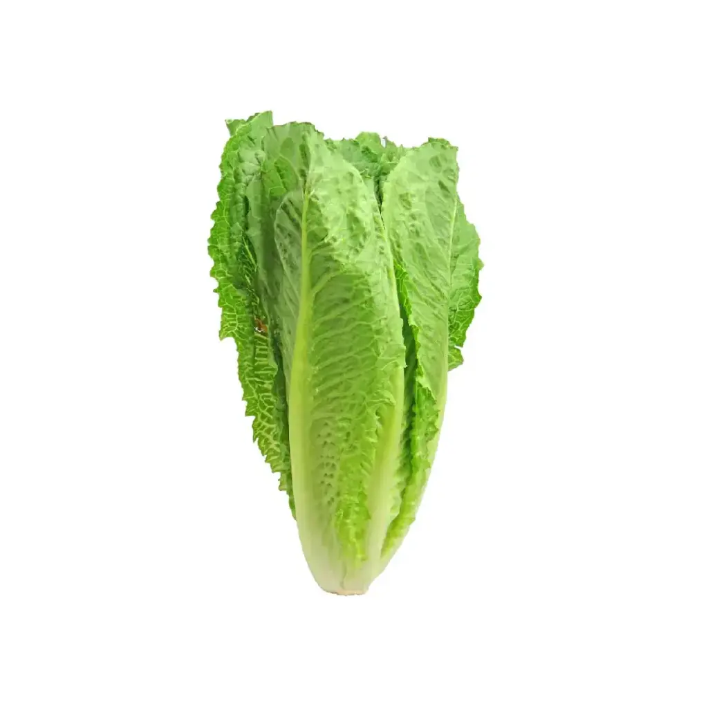 [SEED6] Lettuce Romaine