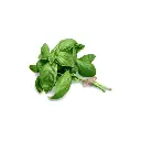 Basil