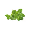 Oregano