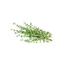 Thyme (copy)