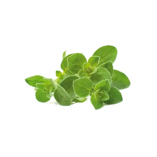 [SEED13] Oregano